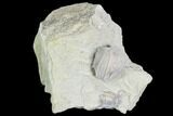 Blastoid (Pentremites) Fossil - Illinois #102272-1